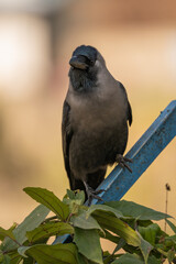 House Crow Sitting on Metal Post
