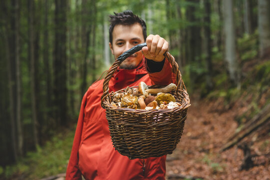 Man in outdoor clothing holds a basket full of mushrooms, mainly Boletus edulis from the autumn forest. September and October. Finding and collecting mushrooms
