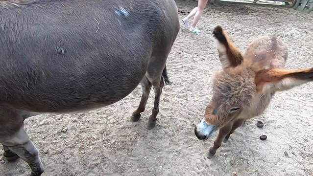 Girl stroking domestic donkey on head at donkey, ass farm. Many donkeys standing in paddock. Donkey muzzle head close-up. Corral for livestock. Domestic animal husbandry. Livestock industry breeding