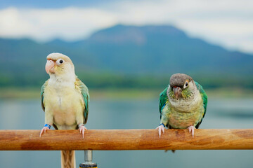 Two green cheek conure couple turquoise Yellow-sided and Pineapple color on sky and mountain background, the small parrot of the genus Pyrrhura, has a sharp beak. Native to South America (Amazon). - obrazy, fototapety, plakaty