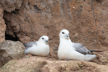The northern fulmar (Fulmarus glacialis), fulmar, or Arctic fulmar.