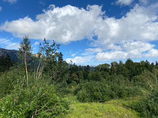 Mountain summer. Sunny day. Green grass and flowers
