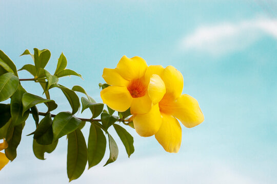 Yellow Allamanda cathartica flowers bloom on tree with sunlight in the garden on blue sky background.
