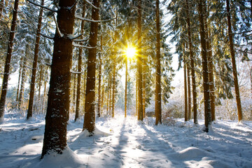 Sun light in the winter forest with white fresh snow and pine trees.