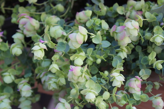 Hopfen Oregano
