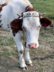 Naklejka na ściany i meble cow on a farm