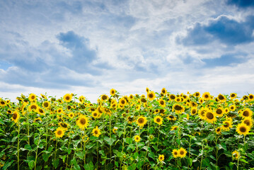 Fototapeta premium Sunflower field.Yellow field of blooming sunflowers on a background of blue cloudy sky.Summer day.