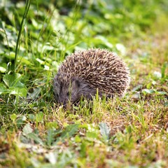 Small hedgehog in the garden closeup photo