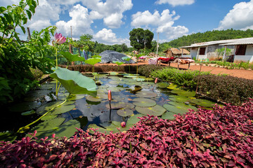 A small lotus pond with lotus and water lily in front of a village hut with blue sky and white...