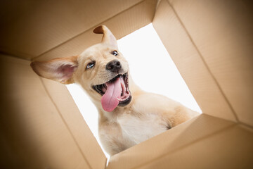 Purebred dog looking inside cardboard box. Receiving presents. Shopping. Big sales
