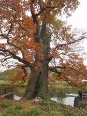 Thousand-year-old oak in Dausenau, Germany