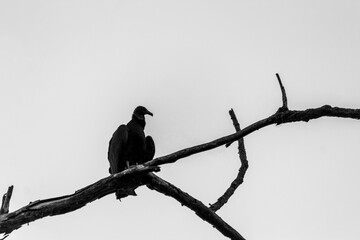 crow on a tree