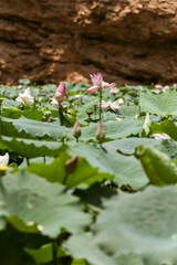 Oman wadi bani khalid, flowers in wadi