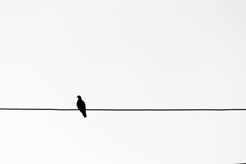 birds on a wire