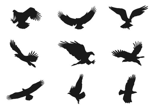 Set of eagle silhouettes with different angles
