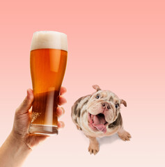 French Bulldog attentively and with interest looking at lager foamy beer mug over pink background