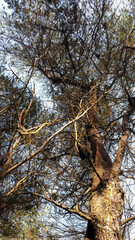 the silhouette of a pine tree branchs taken from the low angel