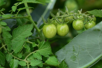 Greesn tomatoes on the bush as a close up