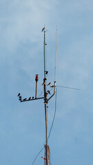 antenna on blue sky background