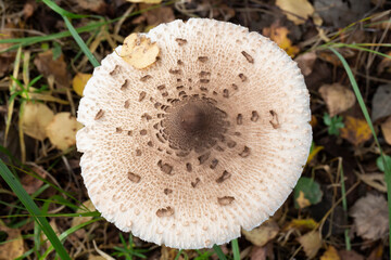 Amanita muscaria in the leaves of the autumn forest. Beautiful red fairy fly agaric. Poisonous mushroom in the forest.