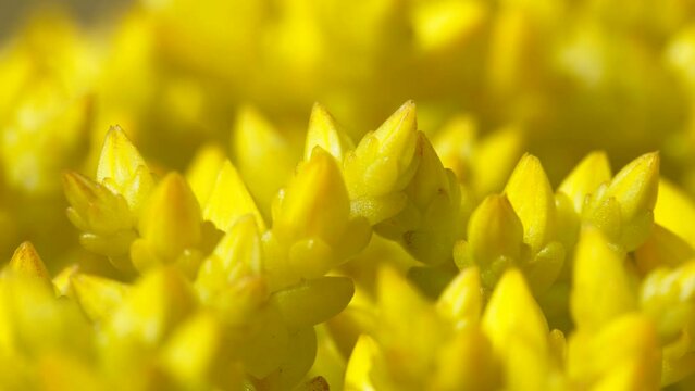 Close look of the yellow lychens on the ground in the forest in Estonia