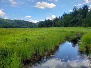 Fototapeta premium 水辺の植生