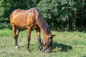Beautiful bay horse grazing in pasture. Brown stallion eating green grass. Adult male equus caballus with black tail and mane on the field. Ginger perissodactyla pluck and eating plants on sunny day.