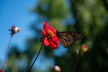 Daisy and the butterfly
