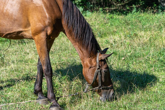 Beautiful bay horse grazing in pasture. Brown stallion eating green grass. Adult male equus caballus with black tail and mane on the field. Ginger perissodactyla pluck and eating plants on sunny day. © IhorStore