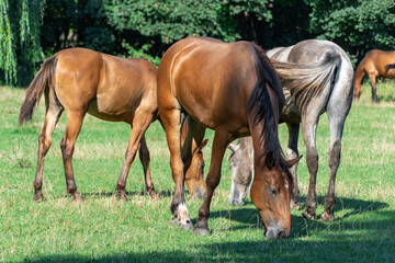 Fototapeta premium Group beautiful horses graze in pasture. Brown stallion and gray mare equus caballus eat green grass. Herd male and female perissodactyla on free paddock eating plants on sunny day. Bay roan horses.