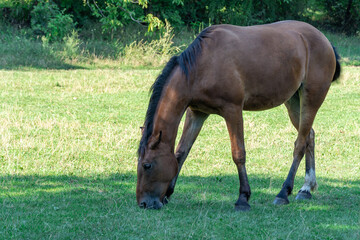 Naklejka na ściany i meble Beautiful bay horse grazing in pasture. Brown mare eating green grass. Adult female equus caballus with black tail and mane on the field. Ginger perissodactyla pluck and eating plants on sunny day.