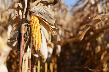 Ripe corn cob inside rows of dried brown corn in agricultural field during harvest time. Selective focus.