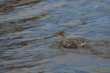 duck swimming in a lagoon in southern Chile