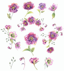 Fototapeta na wymiar Christmas rose flowers clipart. Stock illustration. Hand painted in watercolor.