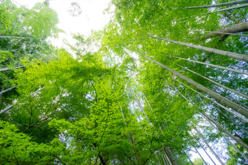 竹林の小径　修善寺温泉