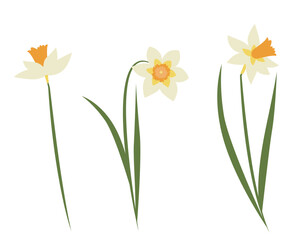 Obraz premium Set of daffodils in flat style. Beautiful garden flowers.