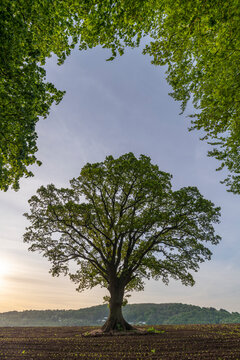 Magnificent oak tree surrounded by fresh spring foliage, Goodrich, Herefordshire, England