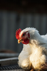 The head of a white rooster broiler. Red comb. Agriculture, animal husbandry