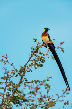 Long-tailed Paradise Whydah, Tanda Tula Reserve, Kruger National Park