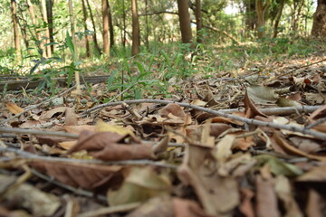leaf in the forest