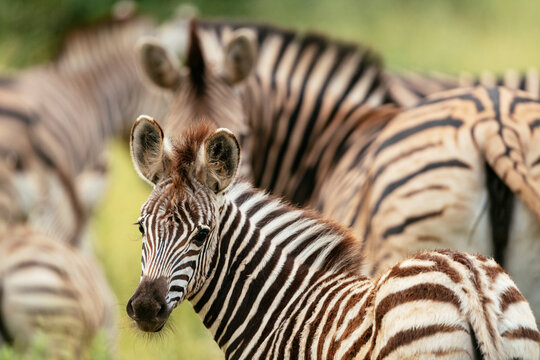 Burchell's Zebras, Makuleke Contractual Park, Kruger National Park