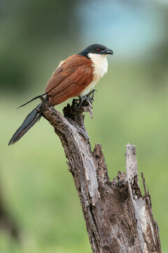Burchell's Coucal, Makuleke Contractual Park, Kruger National Park