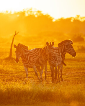Burchell's Zebras, Makuleke Contractual Park, Kruger National Park