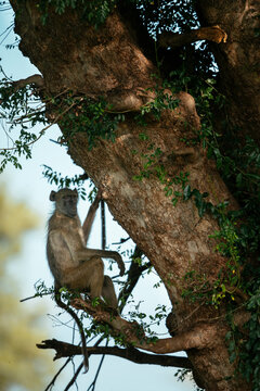 Baboon sitting in tree, Makuleke Contractual Park, Kruger National Park