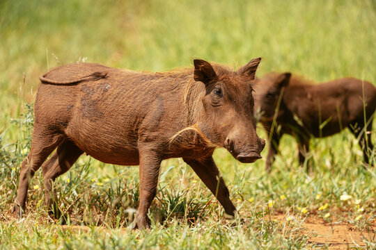 Warthog, Pafuri Reserve, Makuleke Contractual Park, Kruger National Park