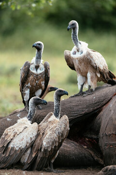 White-backed Vultures standing over Elephant carcass, Makuleke Contractual Park, Kruger National Park