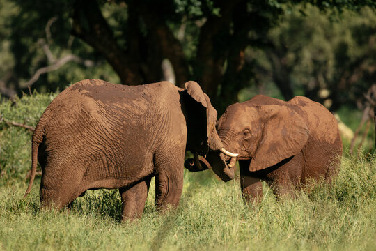 African Elephants, Makuleke Contractual Park, Kruger National Park