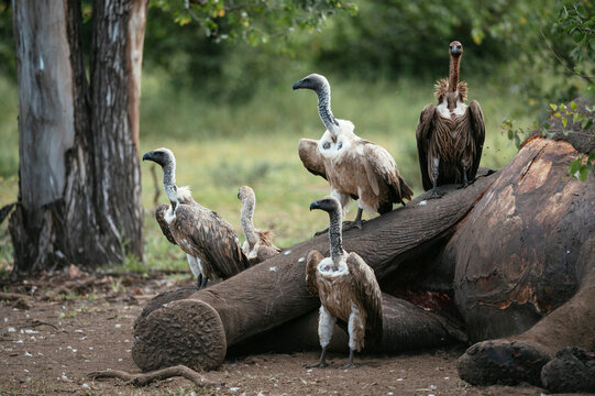 White-backed Vultures standing over Elephant carcass, Makuleke Contractual Park, Kruger National Park