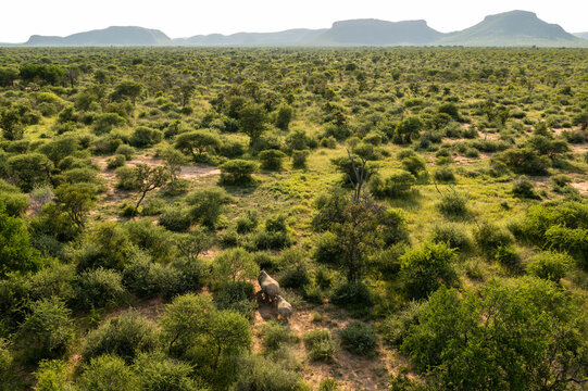 Rhino Collaring Operation in Marataba Conservation Camp, Marakele National Park