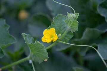 Cantaloupe melon blossom, vine and leaves